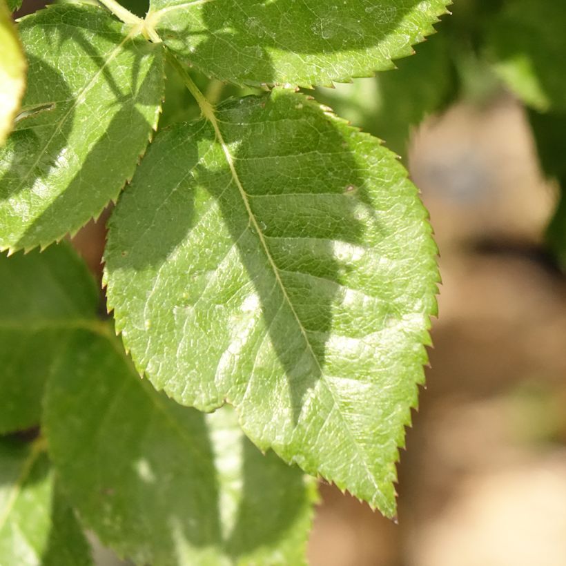 Rosa x floribunda 'Rochemenier Village' - Standard Rose (Foliage)