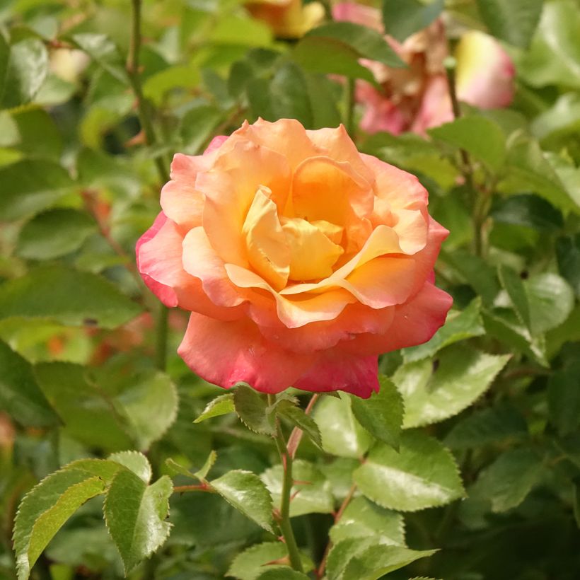 Rosa x floribunda 'Rochemenier Village' - Standard Rose (Flowering)