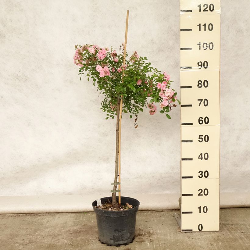 Rosa The Fairy - Standard Rose 4L/5L pot sample as delivered in summer