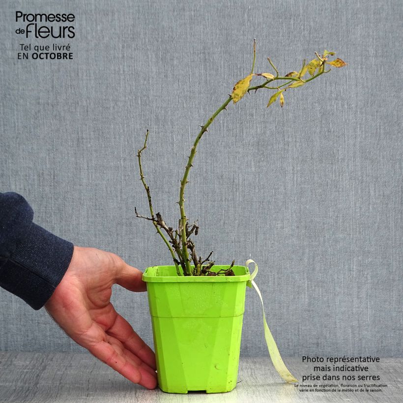 Rosa  Urban Streetlight Larissa - groundcover rose 1.5L/2L pot sample as delivered in autumn