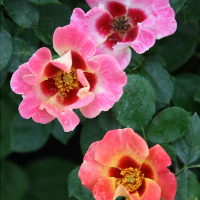 Rosa x persica 'Sunshine Babylon Eyes' - Miniature Rose (Flowering)