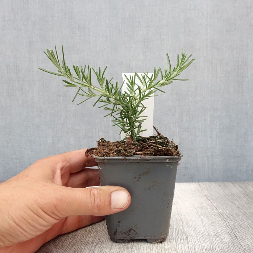 Rosmarinus officinalis Blue Cascade 8/9 cm pot sample as delivered in summer