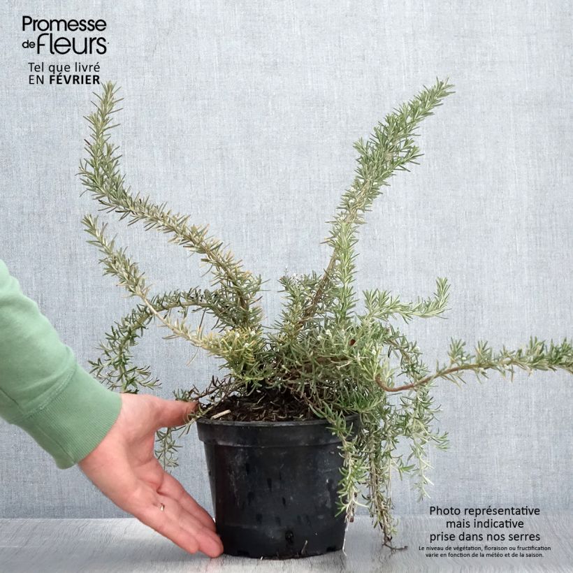 Rosmarinus officinalis Corsican Blue 2L/3L pot sample as delivered in winter