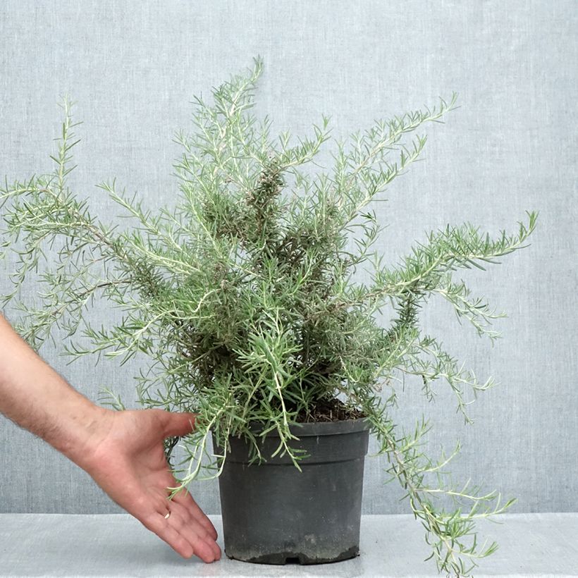 Rosmarinus officinalis Whitewater Silver 3L/4L pot sample as delivered in summer