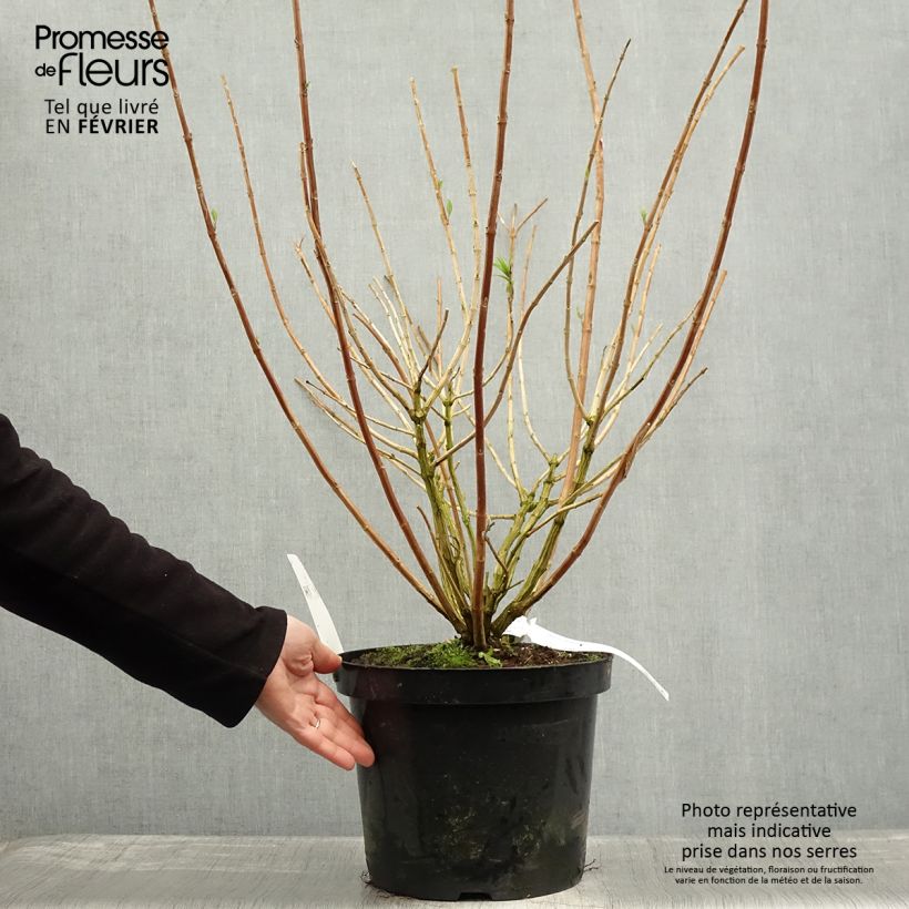 Rostrinucula dependens Happy Cascade 7.5L/10L pot sample as delivered in winter