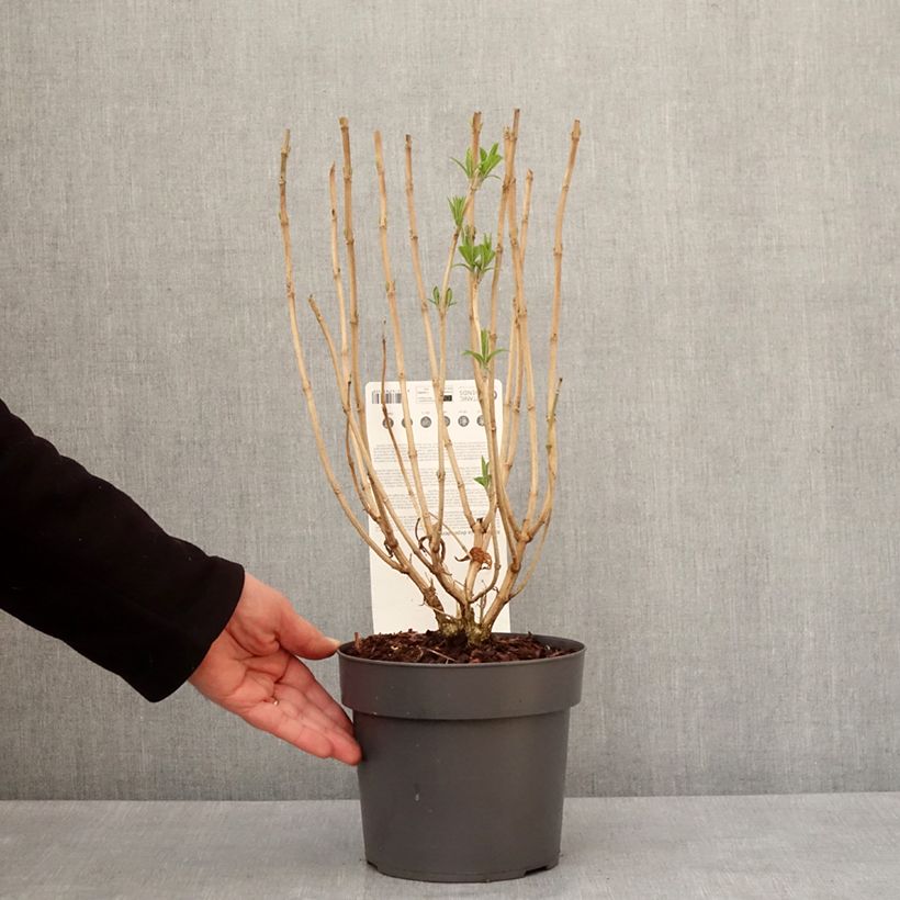 Rostrinucula dependens  - Tree Mint 3L/4L pot sample as delivered in winter