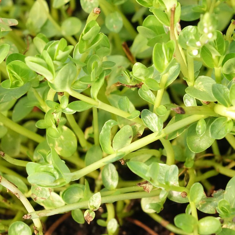 Rotala rotundifolia Green (Foliage)