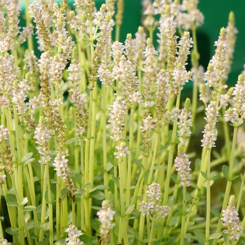 Rotala rotundifolia Green (Flowering)