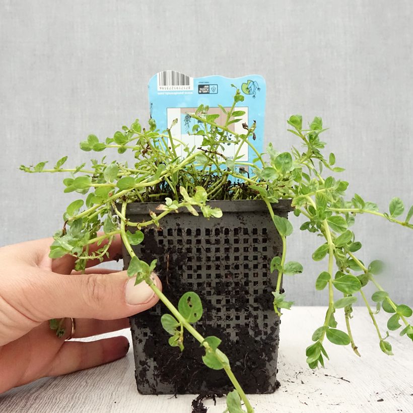Rotala rotundifolia Green 1L/1.5L pot sample as delivered in summer