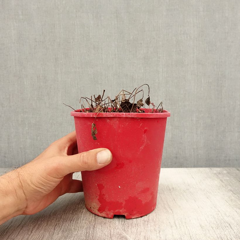 Rubus arcticus Beata 2L/3L pot sample as delivered in autumn