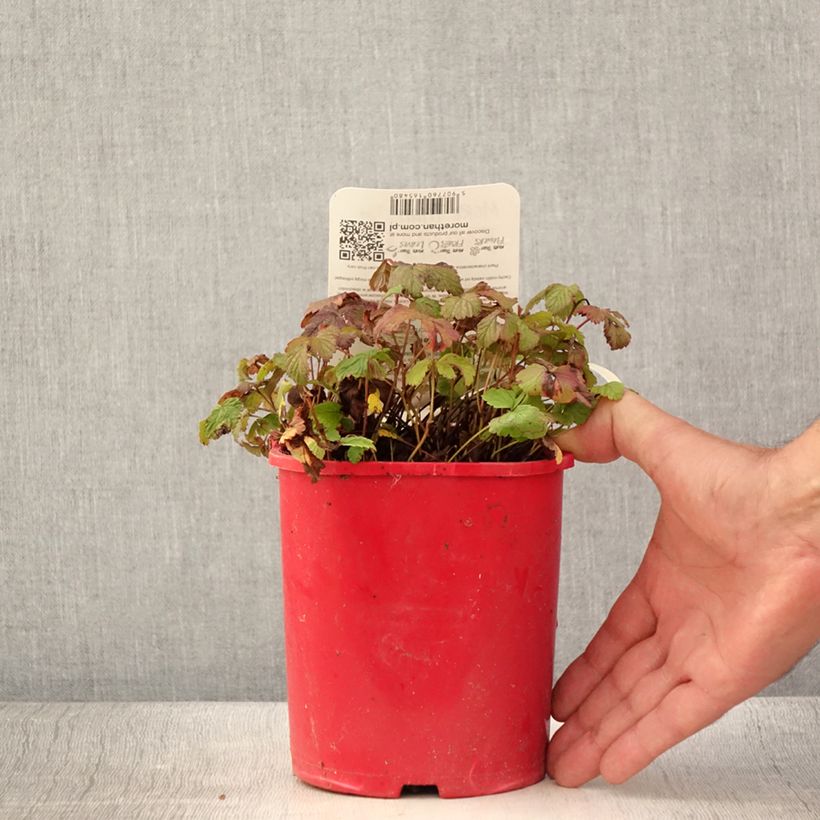 Rubus arcticus Beata 2L/3L pot sample as delivered in summer