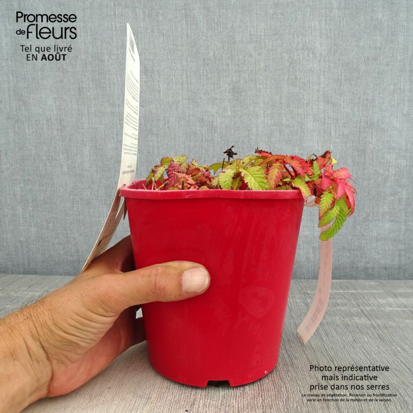 Rubus illecebrosus 2L/3L pot sample as delivered in summer