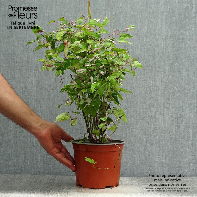 Rubus microphyllus Variegatus 3L/4L pot sample as delivered in autumn