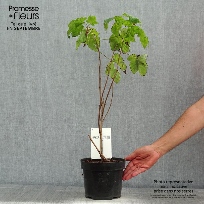 Rubus odoratus 3L/4L pot sample as delivered in summer