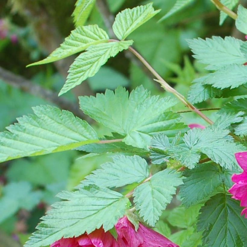 Rubus spectabilis Olympic Double (Foliage)