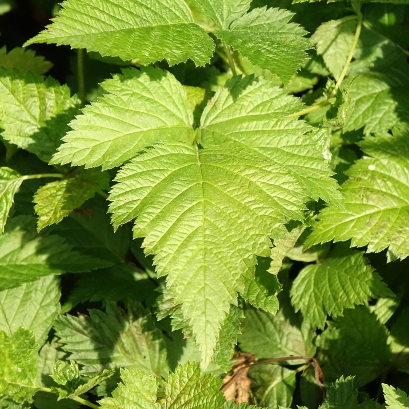 Rubus spectabilis Pacific Rose (Foliage)