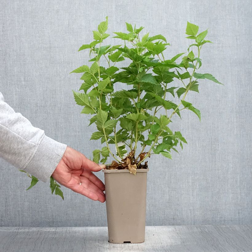 Rubus spectabilis Pacific Rose  1.5L/2L pot, Clump sample as delivered in summer