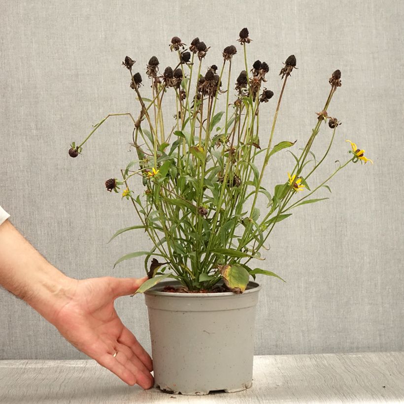 Rudbeckia fulgida var. sullivantii Little Goldstar 3L/4L pot sample as delivered in autumn