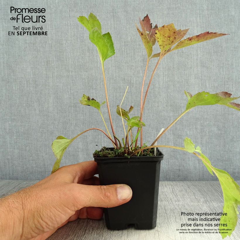 Rudbeckia laciniata 'Goldquelle' 8/9 cm pot sample as delivered in summer