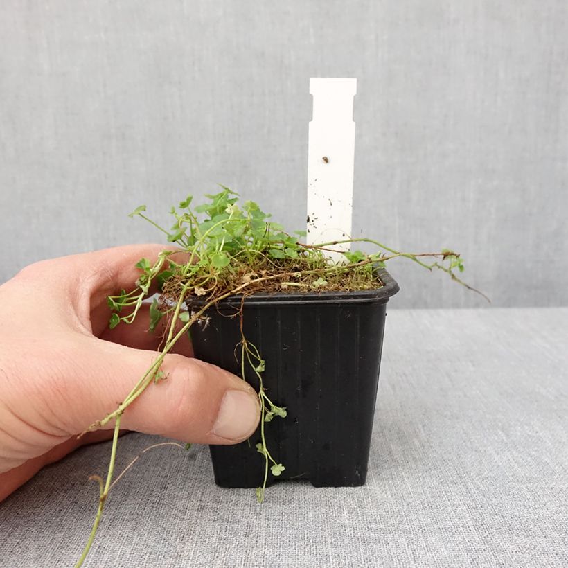 Cymbalaria muralis Alba - Ivy-leaved toadflax 8/9 cm pot sample as delivered in winter