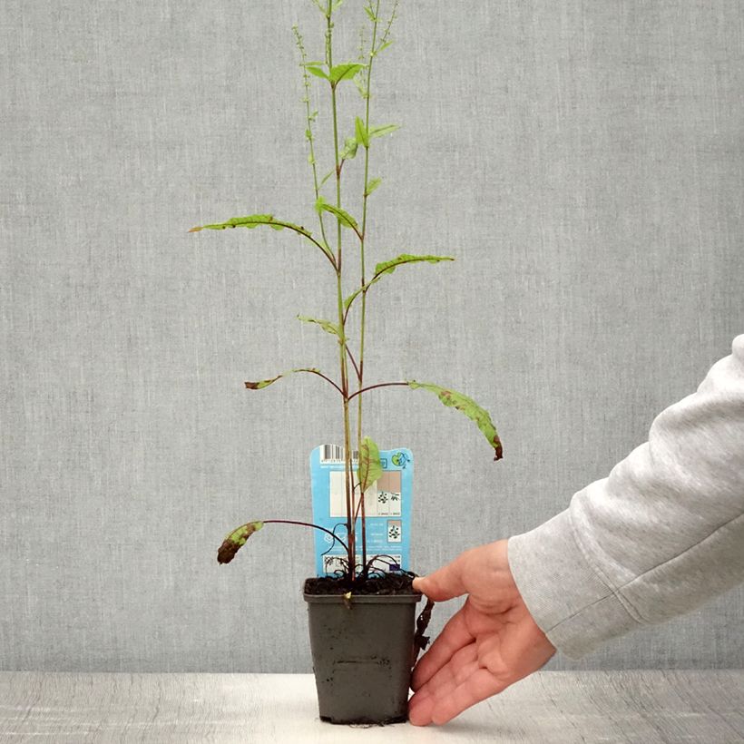 Rumex sauvignea - Pond sorrel 8/9 cm pot sample as delivered in summer