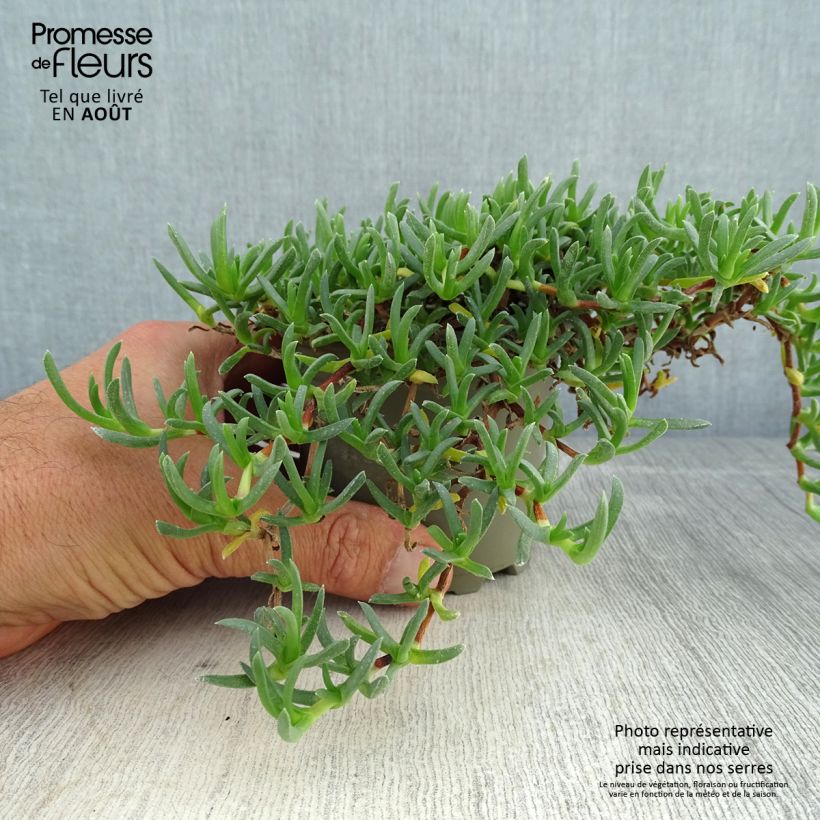 Ruschia prostrata  8/9 cm pot sample as delivered in summer