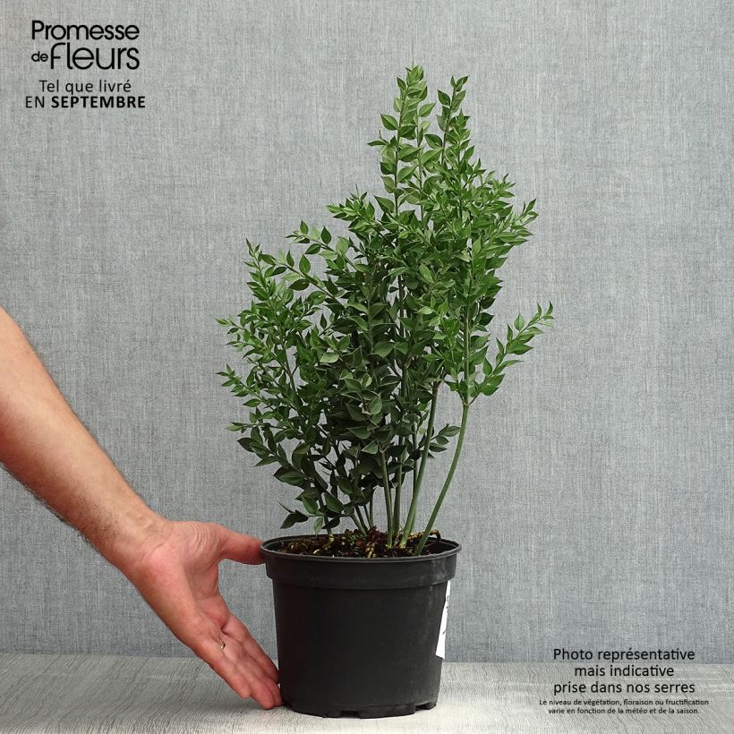 Ruscus aculeatus 2L/3L pot sample as delivered in summer
