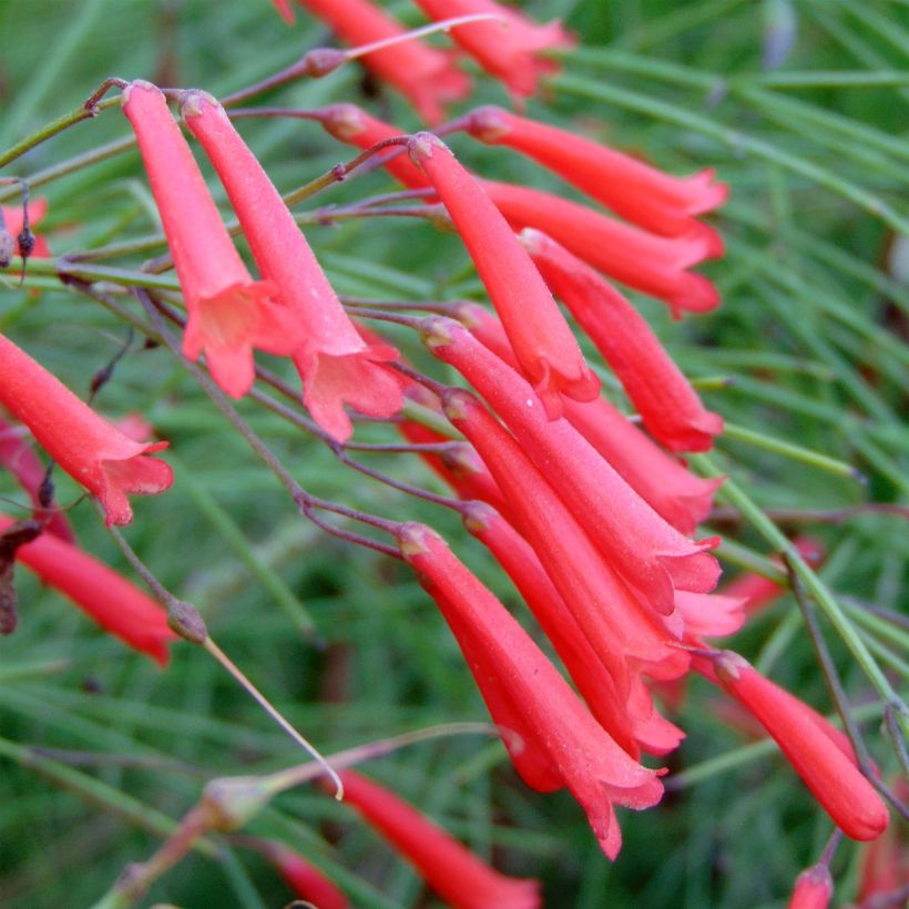 Russelia equisetiformis (Flowering)