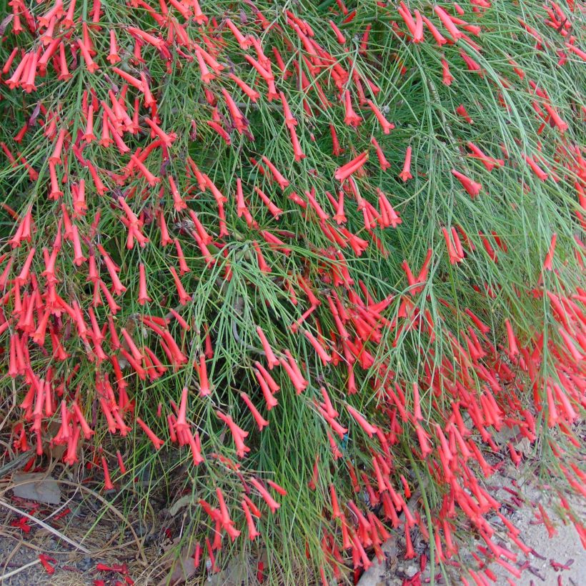 Russelia equisetiformis (Plant habit)