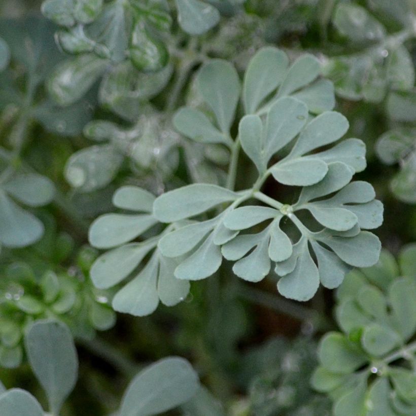 Ruta graveolens Jackmans Blue (Foliage)