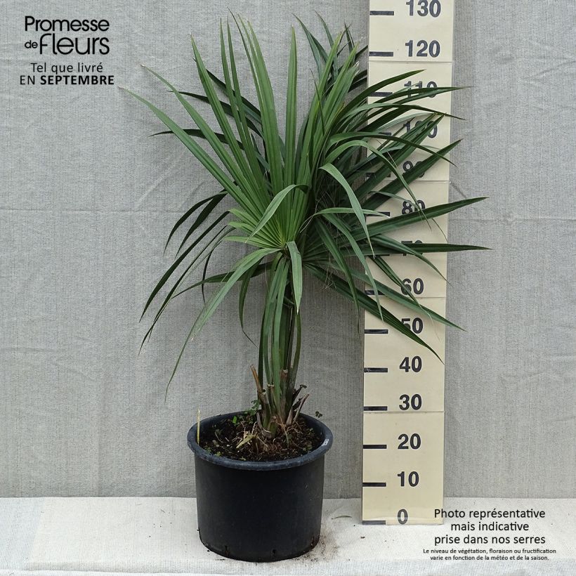 Sabal minor - Dwarf Sabal 20L/25L pot sample as delivered in summer