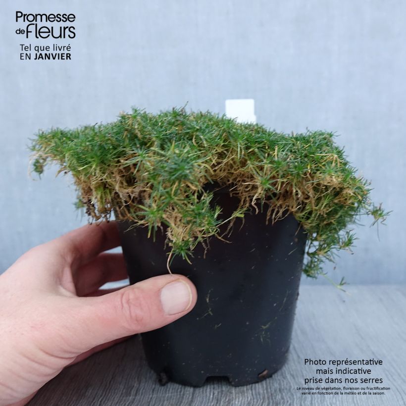 Sagina subulata Green Moss 1.5L/2L pot sample as delivered in winter
