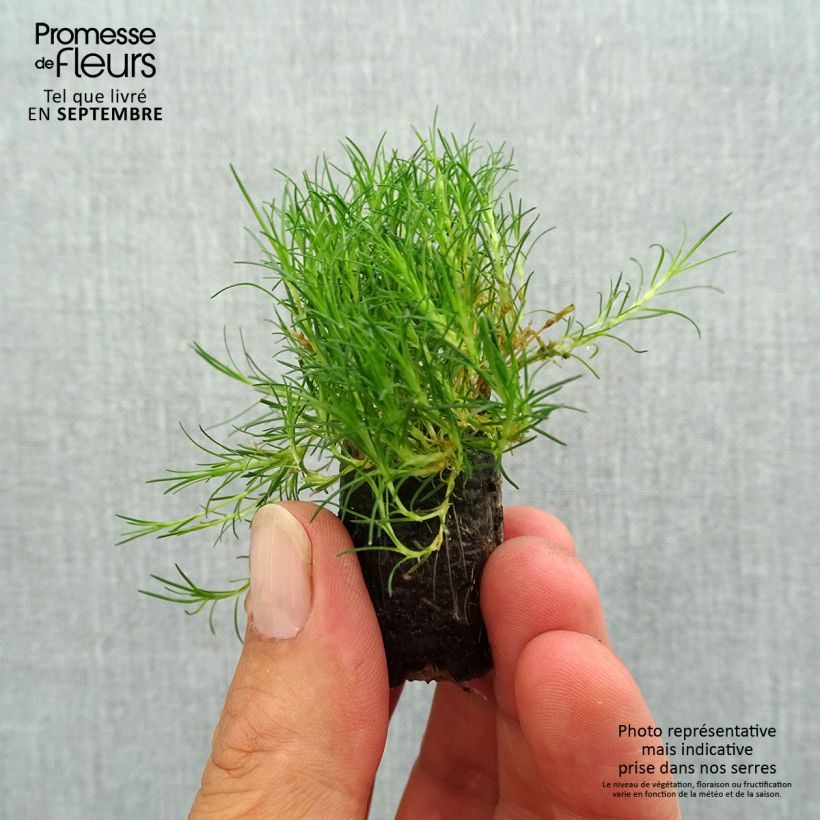 Sagina subulata Scottish Moss Plug plant 1.5/2.5 cm sample as delivered in autumn
