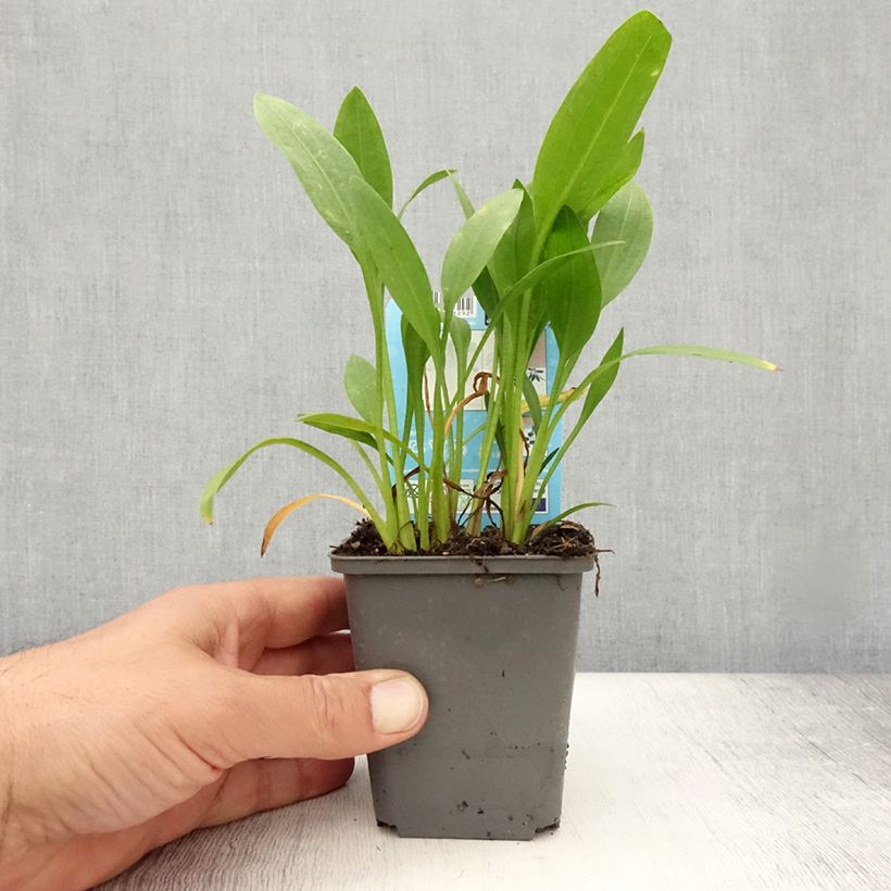 Sagittaria graminea 8/9 cm pot sample as delivered in summer