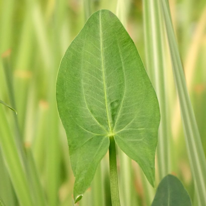 Sagittaria latifolia (Foliage)