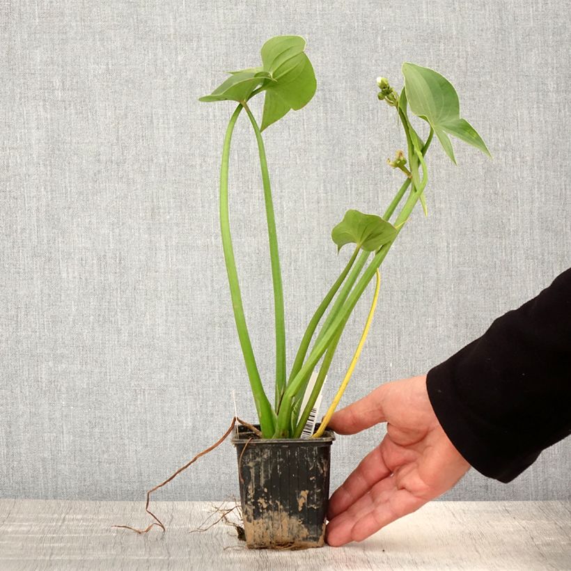 Sagittaria montevidensis - Giant Arrowhead 8/9 cm pot sample as delivered in spring