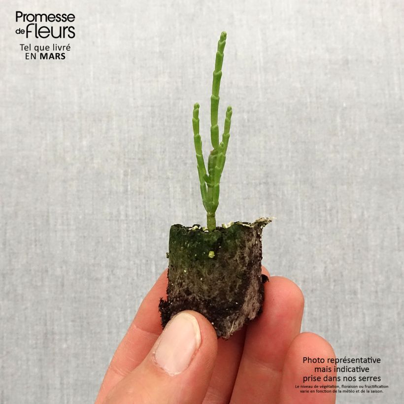 Salicornia europaea - European Glasswort, Sea Pickle Plug plant 1.5/2.5 cm sample as delivered in spring