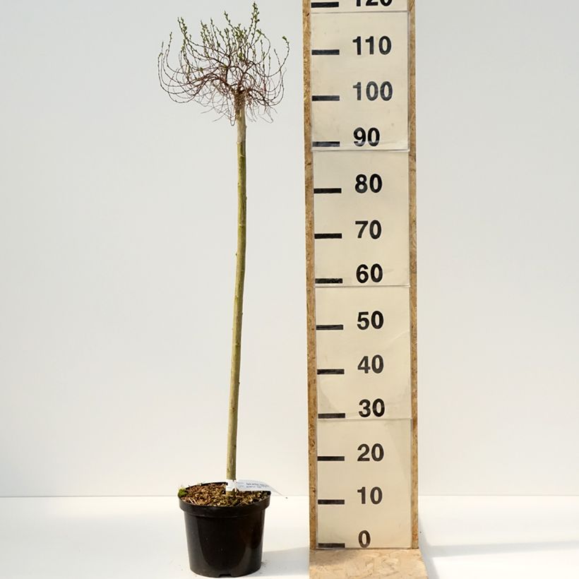 Salix arctica Yalta - Willow 4L/5L potShipped height around 80cm sample as delivered in spring