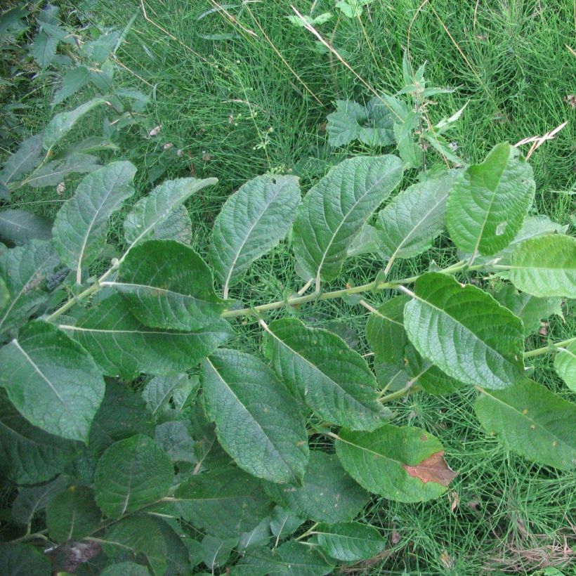 Salix aurita - Willow (Foliage)