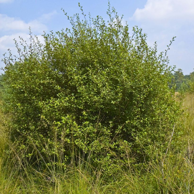 Salix aurita - Willow (Plant habit)