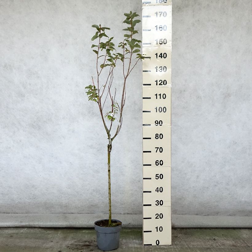 Salix caprea Gold-Bienenkätzchen - Great Sallow 3L/4L pot sample as delivered in summer
