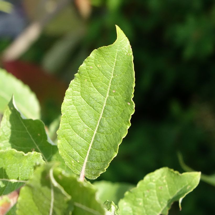 Salix caprea Gold-Bienenkätzchen - Great Sallow (Foliage)