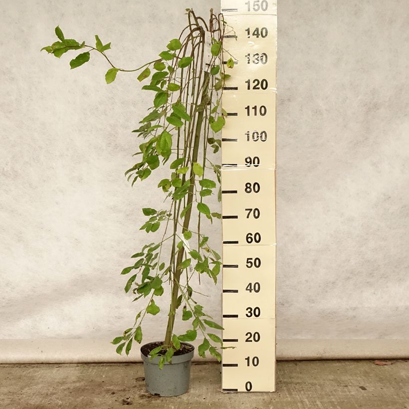 Salix caprea Kilmarnock - Great Sallow 4L/5L pot sample as delivered in summer
