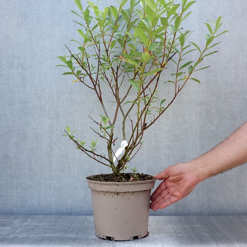 Salix gracilistyla Mount Aso - Black Willow 4L/5L pot sample as delivered in summer