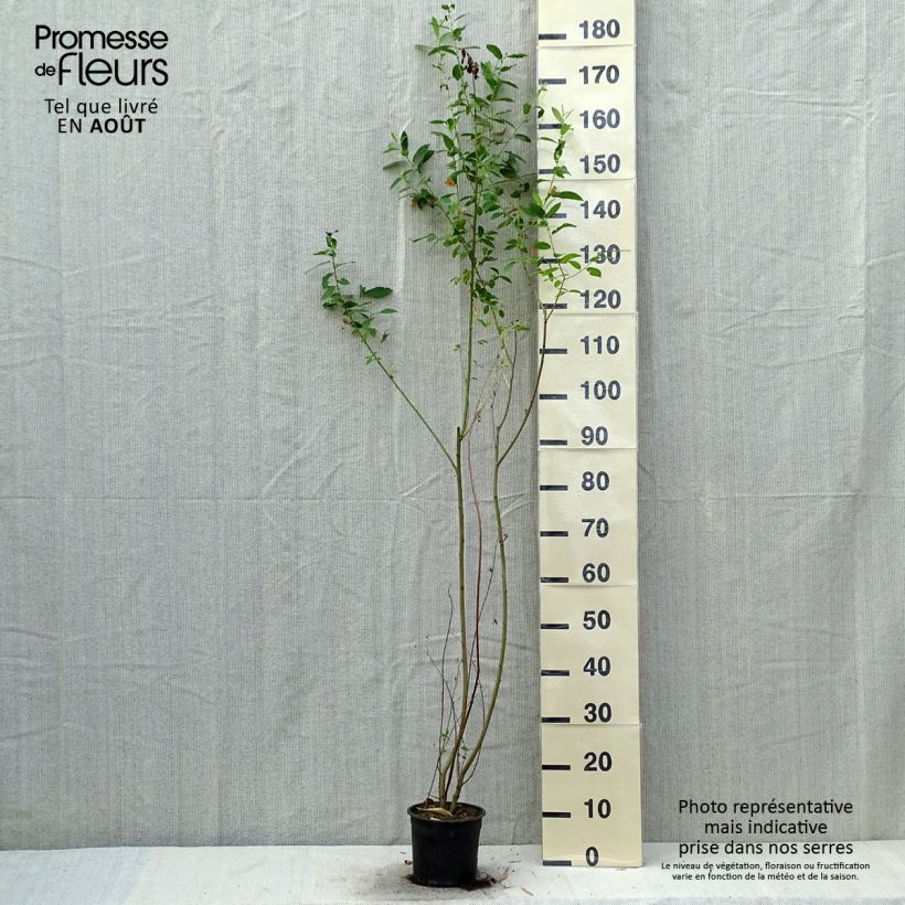 Salix cinerea - Common Sallow 2L/3L pot sample as delivered in summer