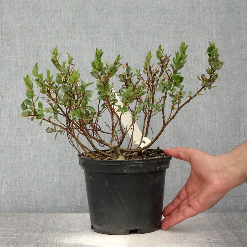 Salix hastata Wehrhahnii - Willow 2L/3L pot sample as delivered in summer