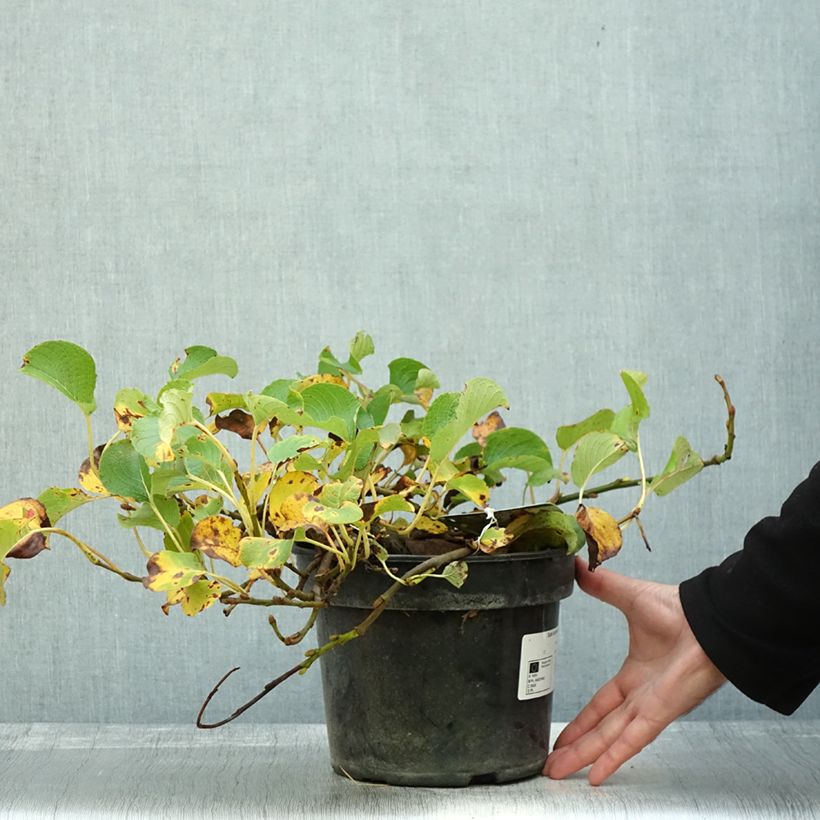 Salix kurilensis - Willow 4L/5L pot sample as delivered in autumn