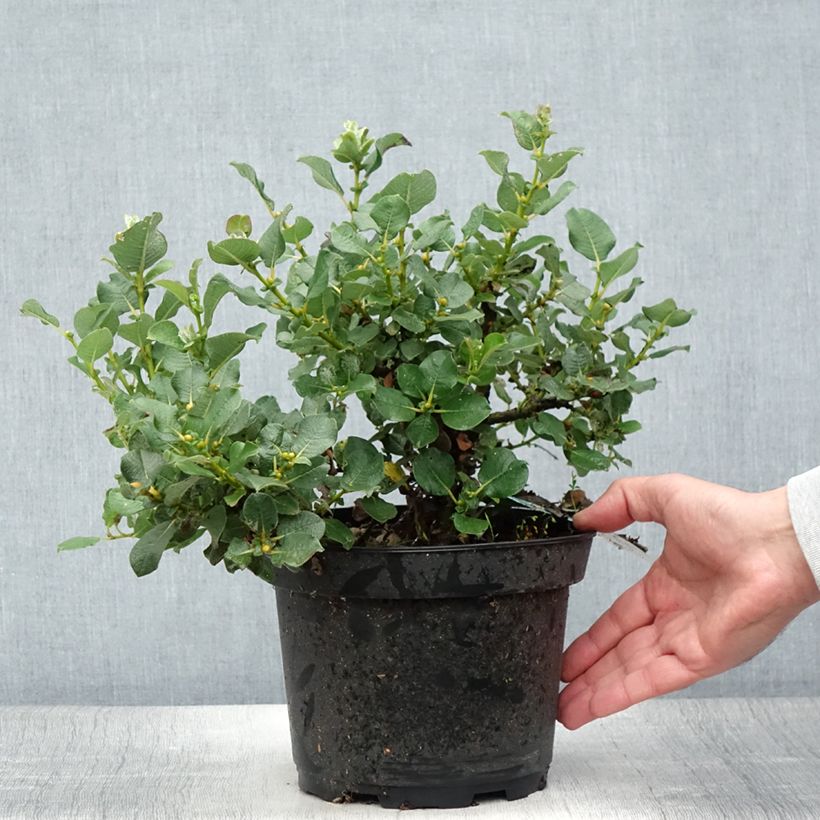 Salix lanata - Willow 2L/3L pot sample as delivered in summer