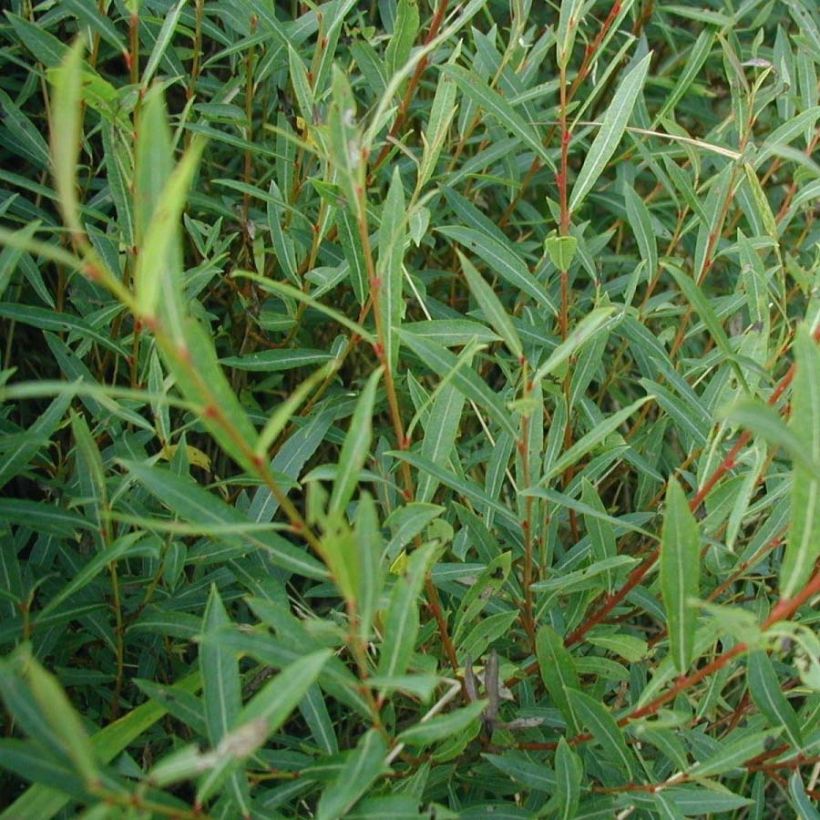 Salix purpurea - Purple Willow (Foliage)