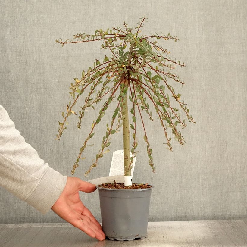 Salix repens Armando 1.5L/2L pot sample as delivered in autumn